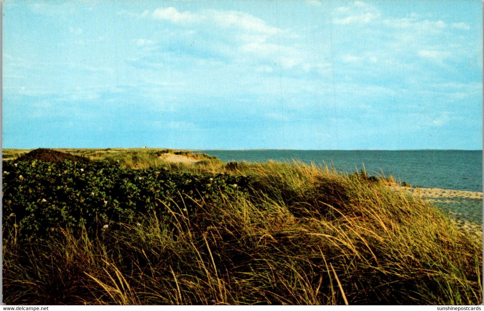 Massachustts Cape Cod Wild Roses On Cape Cod - Cape Cod