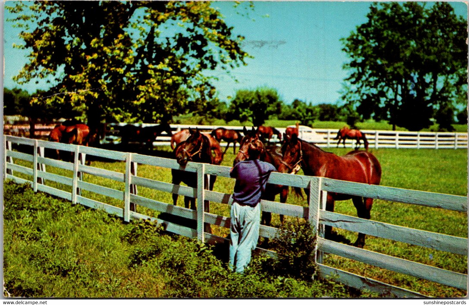 Kentucky Lexington Horses At Blue Grass Horse Farm 1956 - Lexington