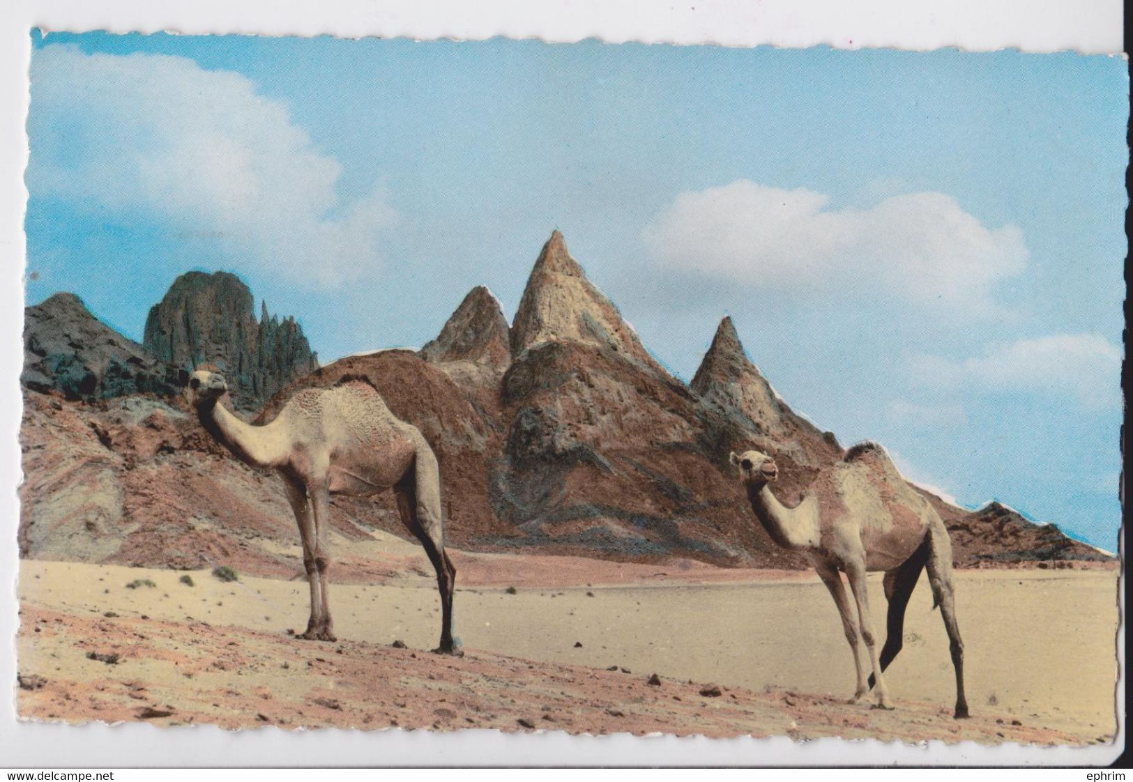 Aden Federation Of South Arabia Carte Postale Chameau Affranchissement Timbre Stamp Franking Postcard Camel 1965 - Jemen