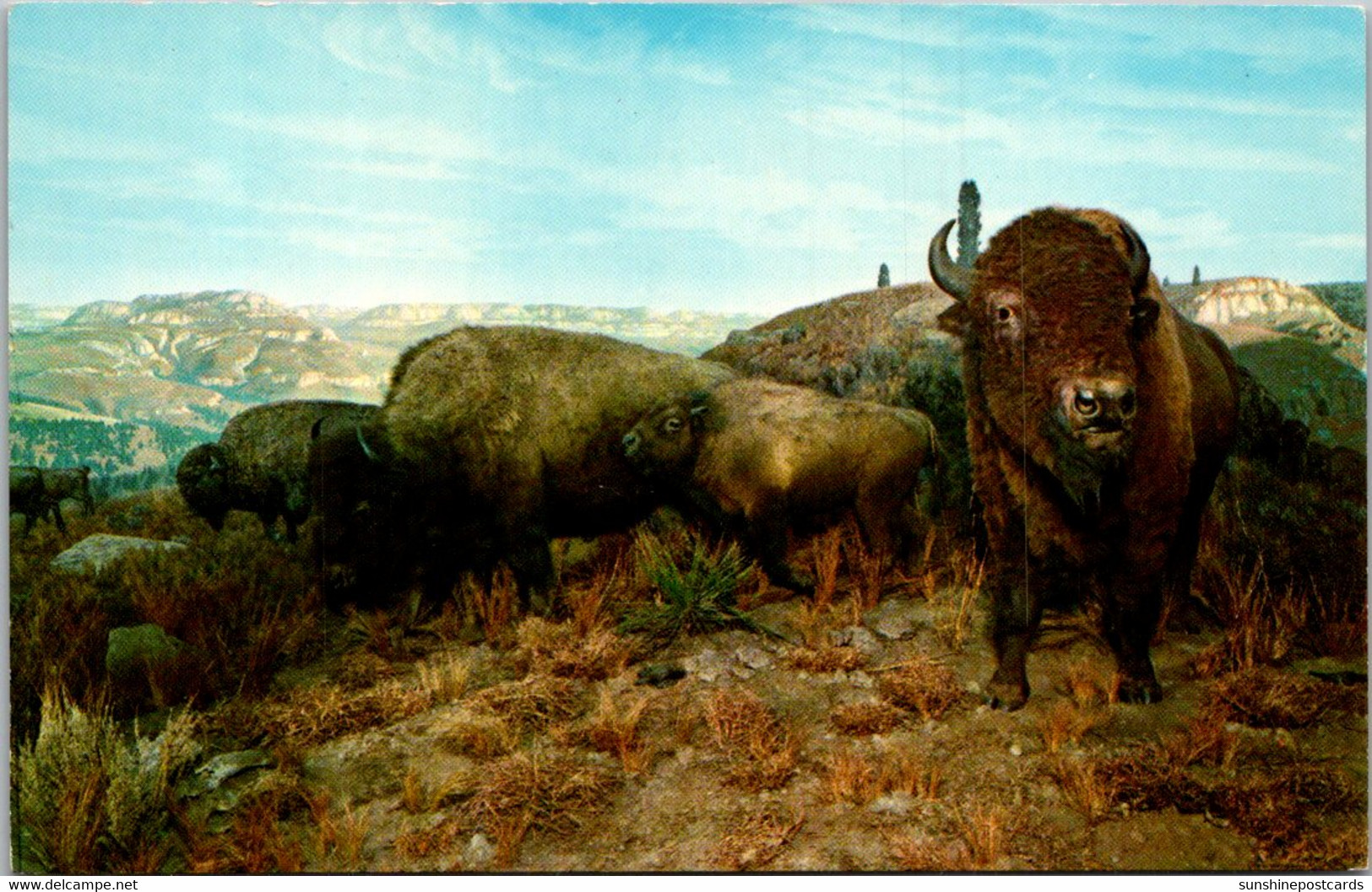 North Dakota Badlands American Buffalo Or Bison - Autres & Non Classés