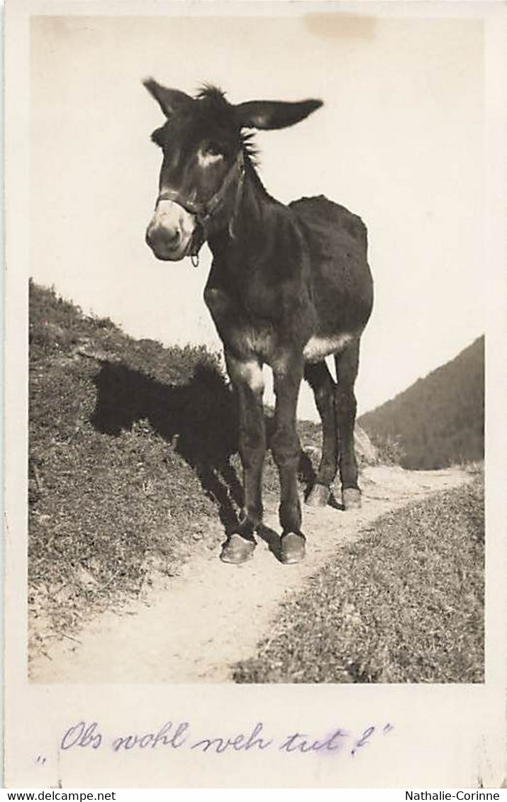 Photo Gaberell Thalwil Suisse Mulet - âne Sur Un Sentier Maultier Esel - Sent