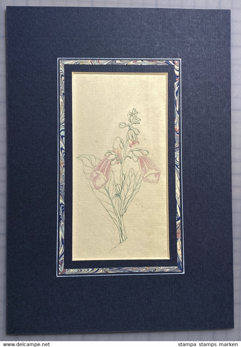 Original Zeichnung "Glockenblume" Blume Ca. 1920 - Dessins