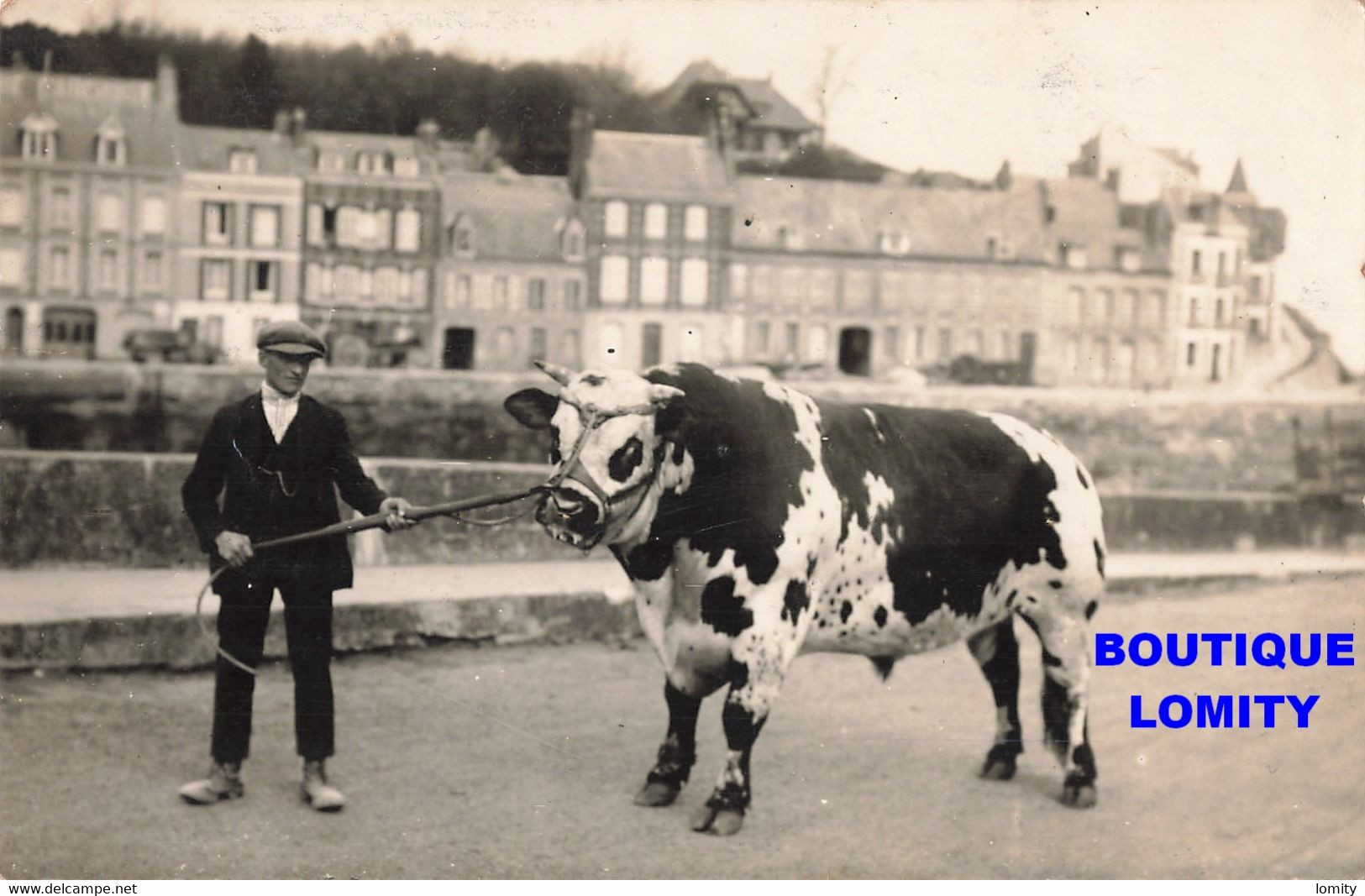 76 Saint Valery En Caux CPA Carte Photo Avant Port Présentation D'un Taureau Nprmand 1928 Propriétaire Biard - Saint Valery En Caux