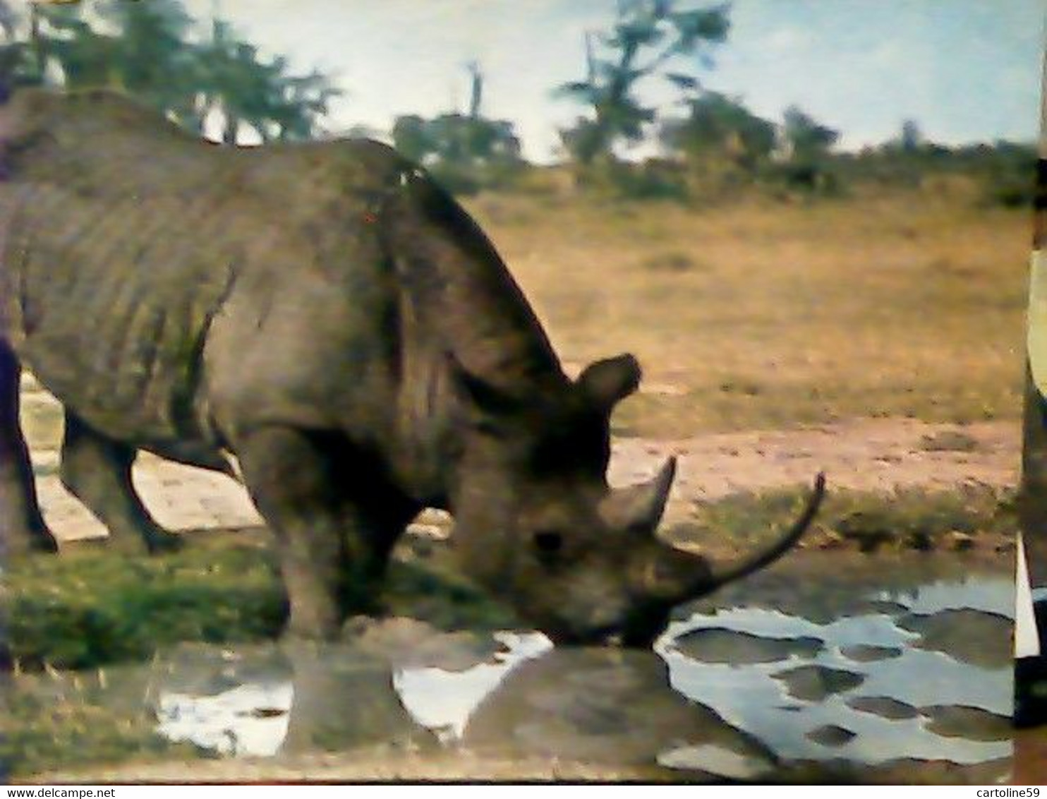 KENYA RINOCERONTI  RHINO  RINOCERONTE V1967 IZ4471 - Neushoorn