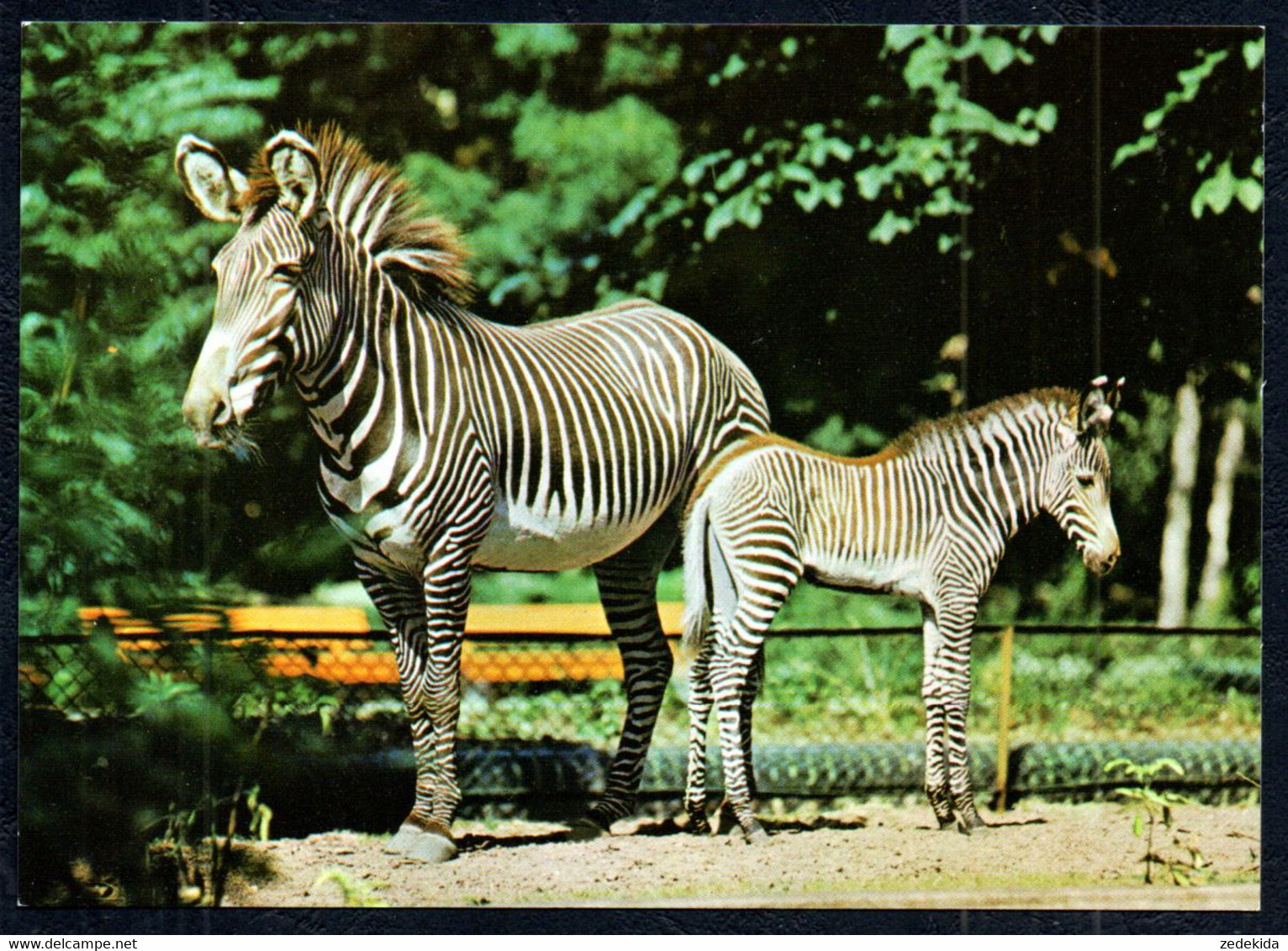 D8124 - Zeipzig Zoo Leipziger - Zebra Fohlen - Verlag Bild Und Heimat Reichenbach DDR - Zebras