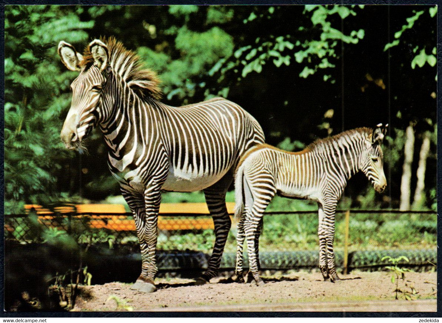 G0422 - TOP Zeipzig Zoo Leipziger - Zebra Fohlen - Verlag Bild Und Heimat Reichenbach DDR - Zebra's