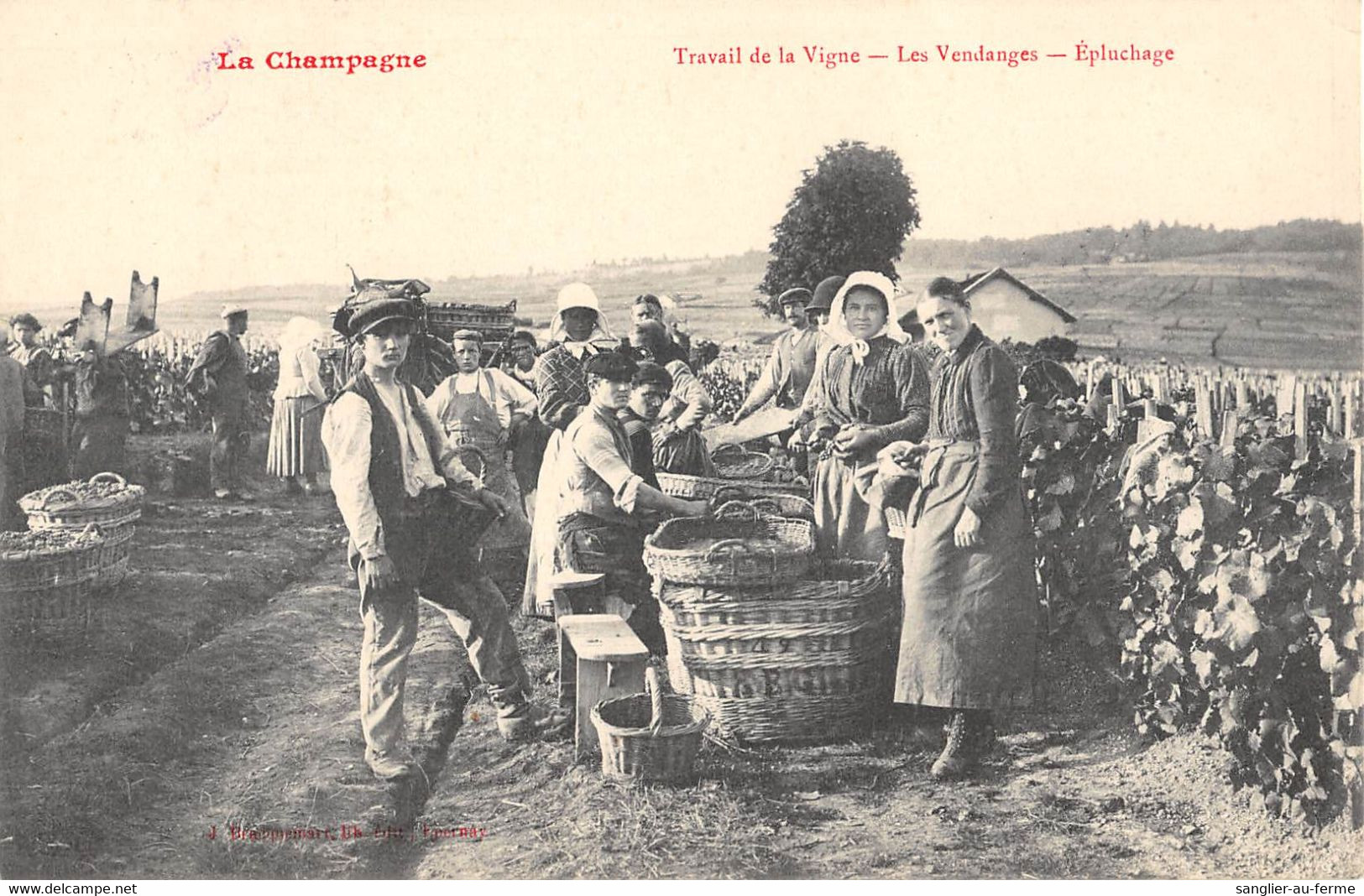 CPA 51 LA CHAMPAGNE TRAVAIL DE LA VIGNE LES VENDANGES EPLUCHAGE - Andere & Zonder Classificatie