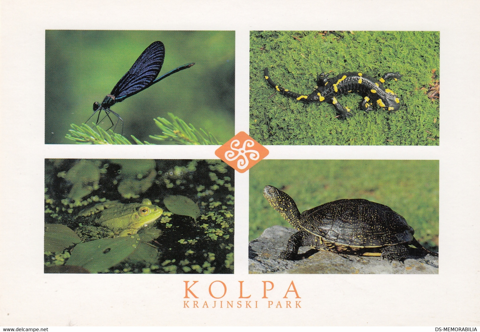 Turtle Frog Salamander Postcard - Tortues