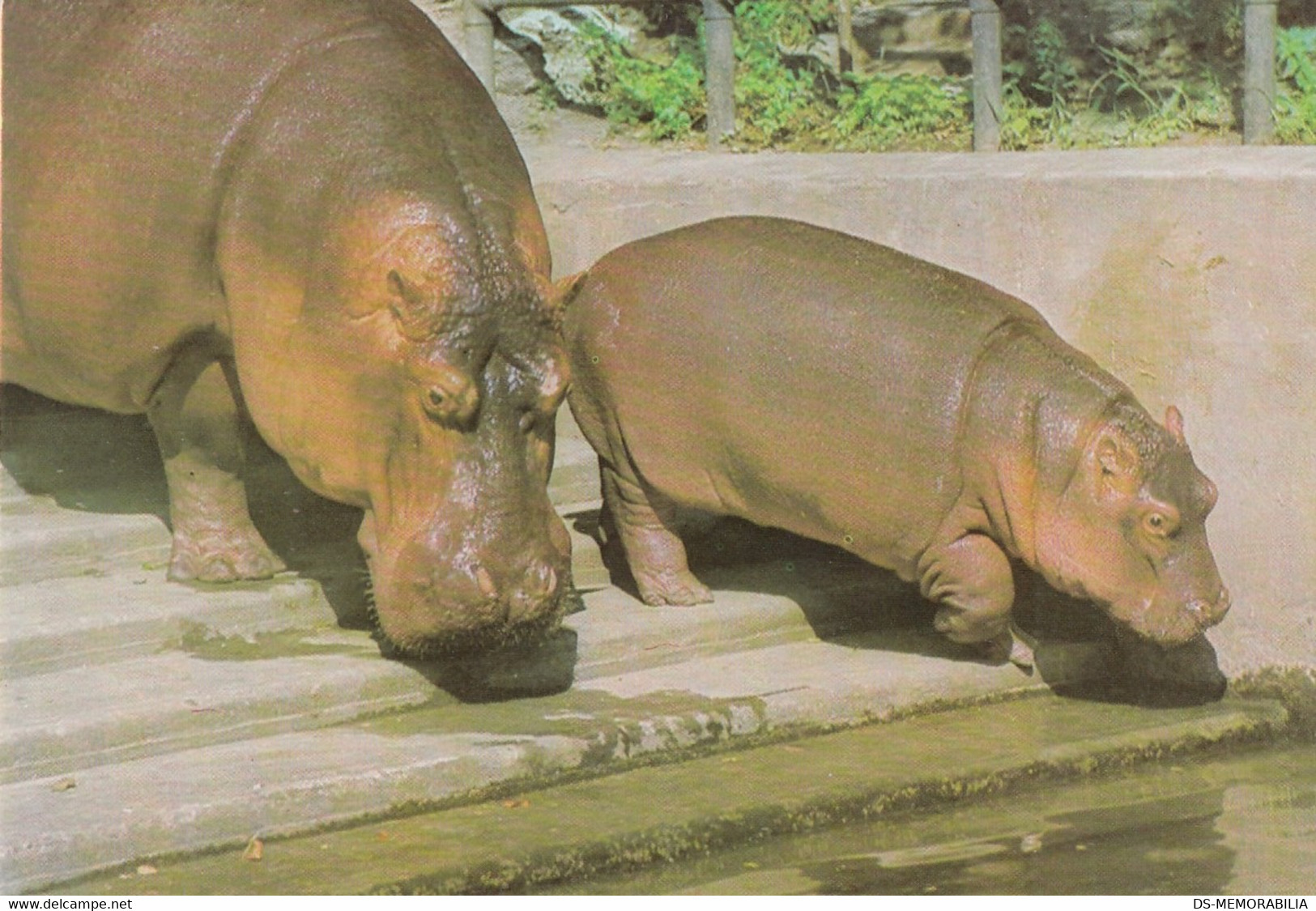 Hippopotamus In Budapest Hungary Zoo - Flusspferde