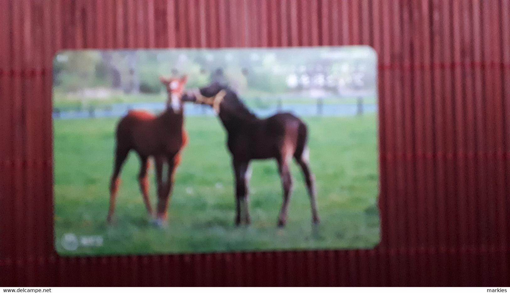 Horse Phonecard Usd - Paarden