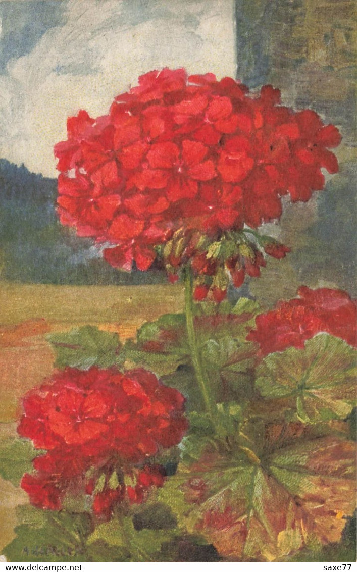 FLEURS  - Géraniums - Haller, A.