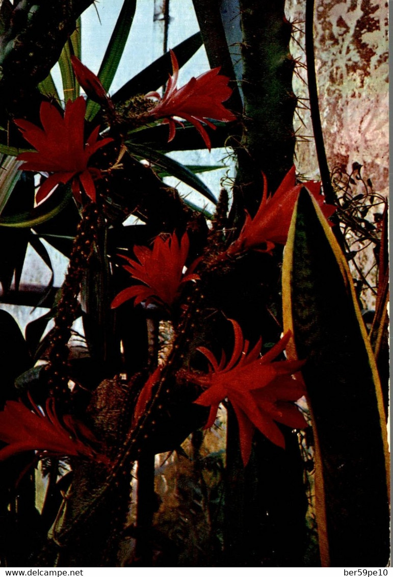 83 JARDIN EXOTIQUE DE SANARY BANDOL L'ETONNANTE FLORAISON D'UN CEREUS GRIMPANT - Cactus