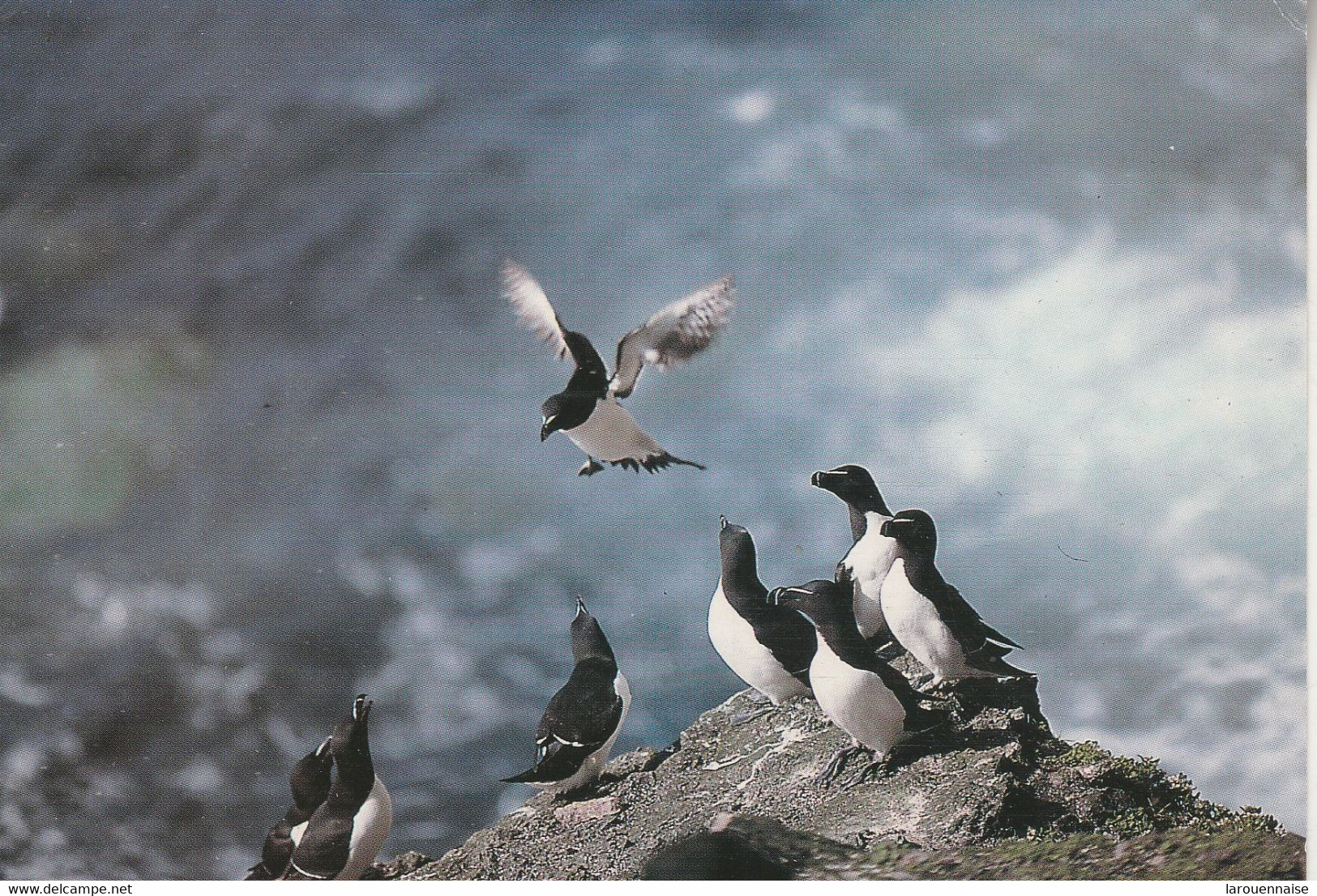 SAINT PIERRE ET MIQUELON - La Faune De St Pierre Et Miquelon - Les Petits Pingouins - Saint-Pierre-et-Miquelon