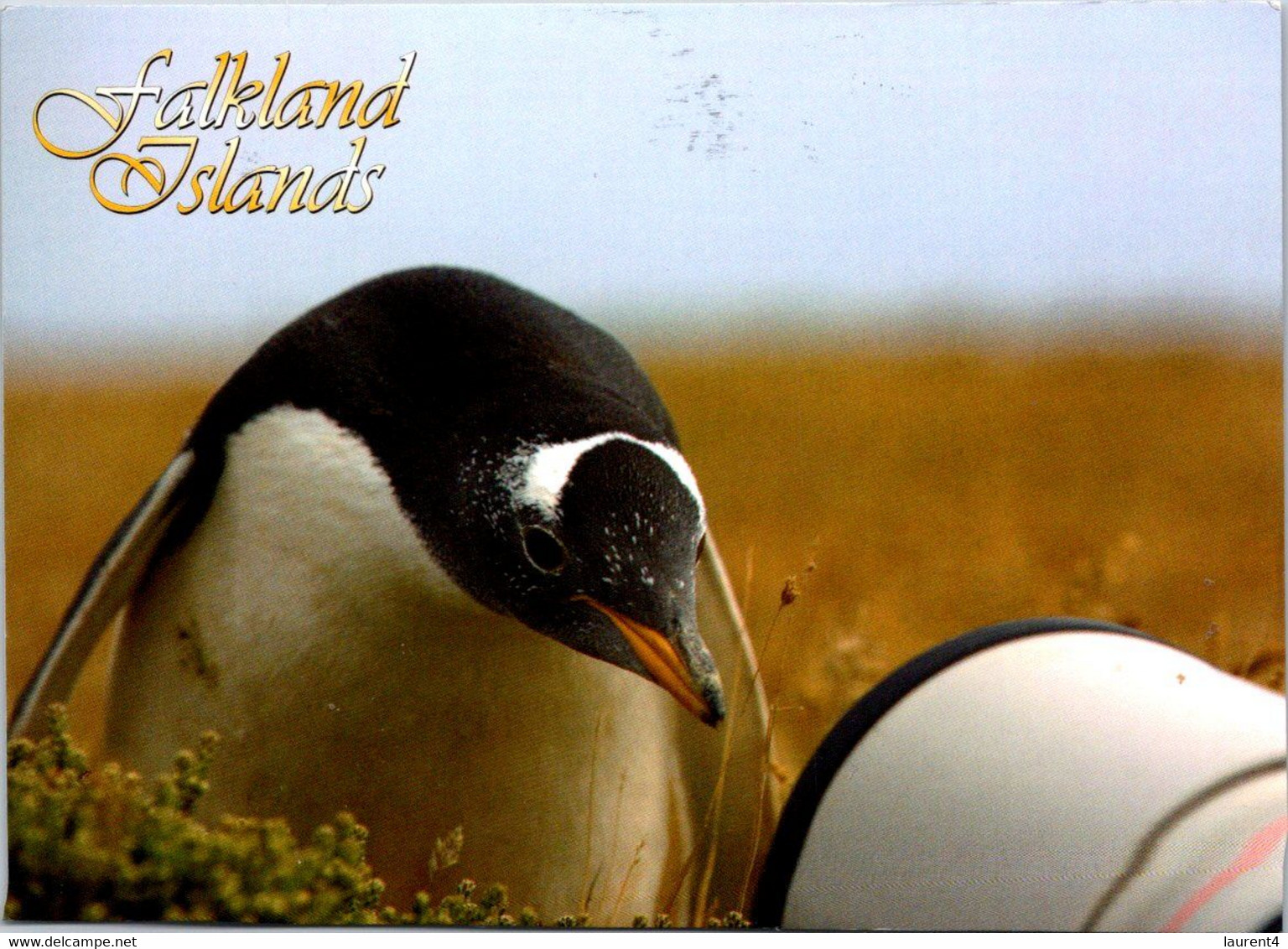 (2 M 8) Falkland Islands (posted To Australia From UK) - Gento Penguin - Islas Malvinas