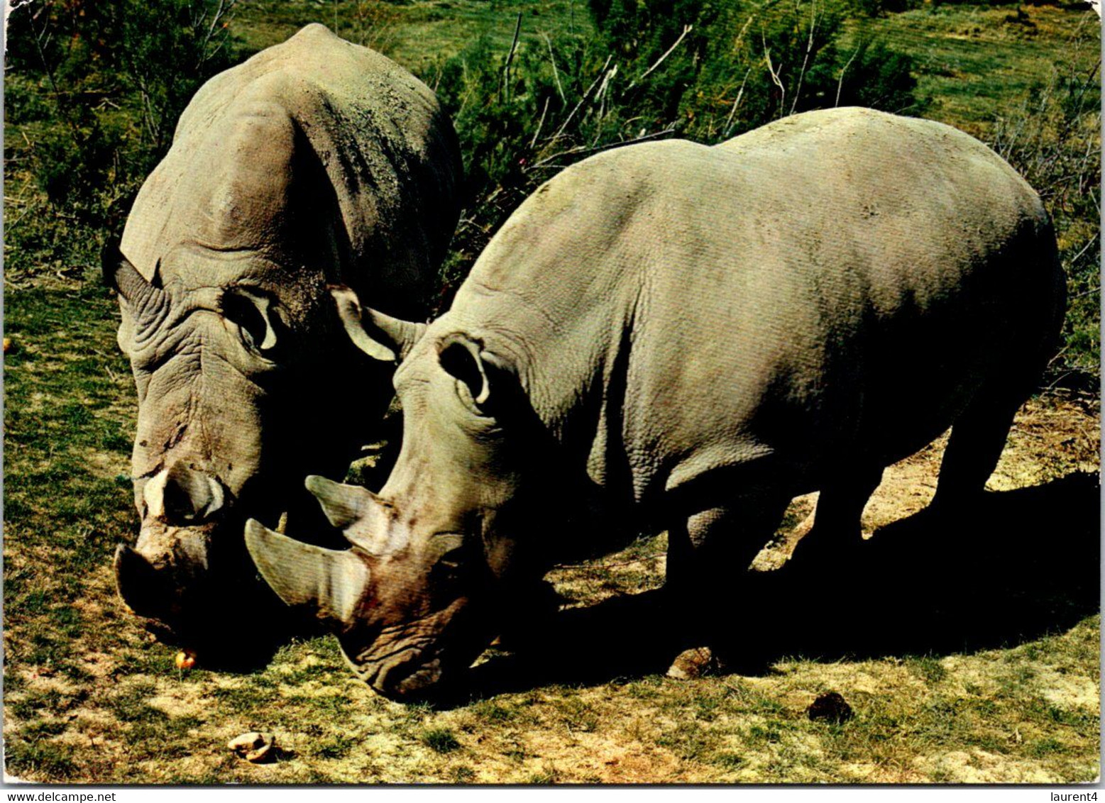 (2 M 10) (M+S) France - Sigean Nature Reserve (ZOO) Rhinocéros - Neushoorn