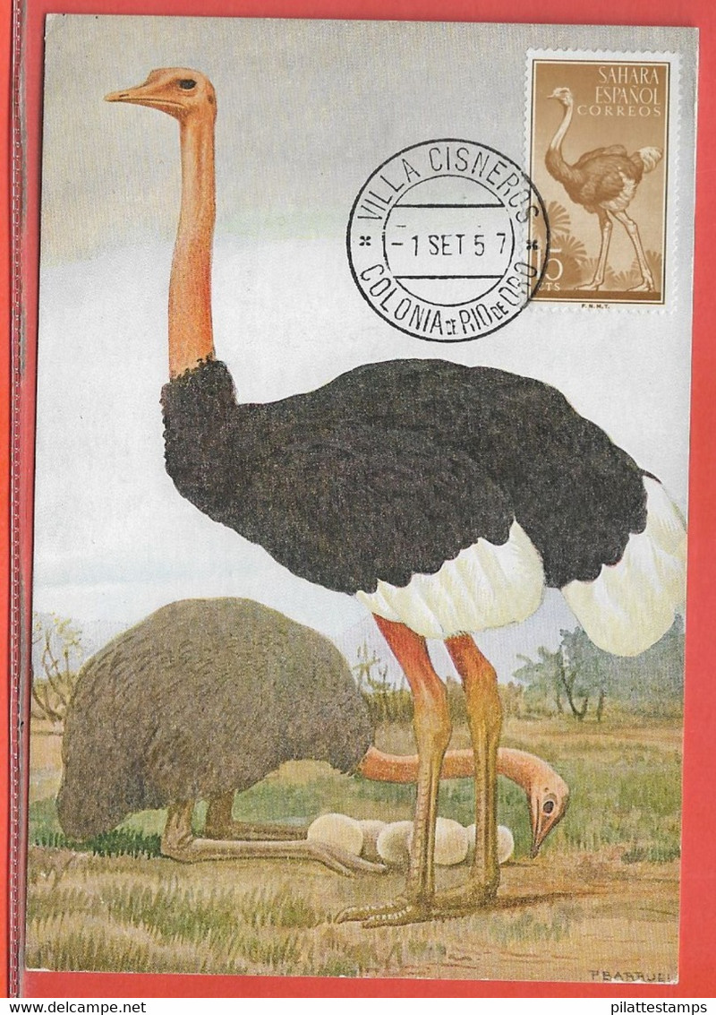 OISEAUX AUTRUCHES SAHARA ESPAGNOL CARTE MAXIMUM DE 1957 - Struisvogels