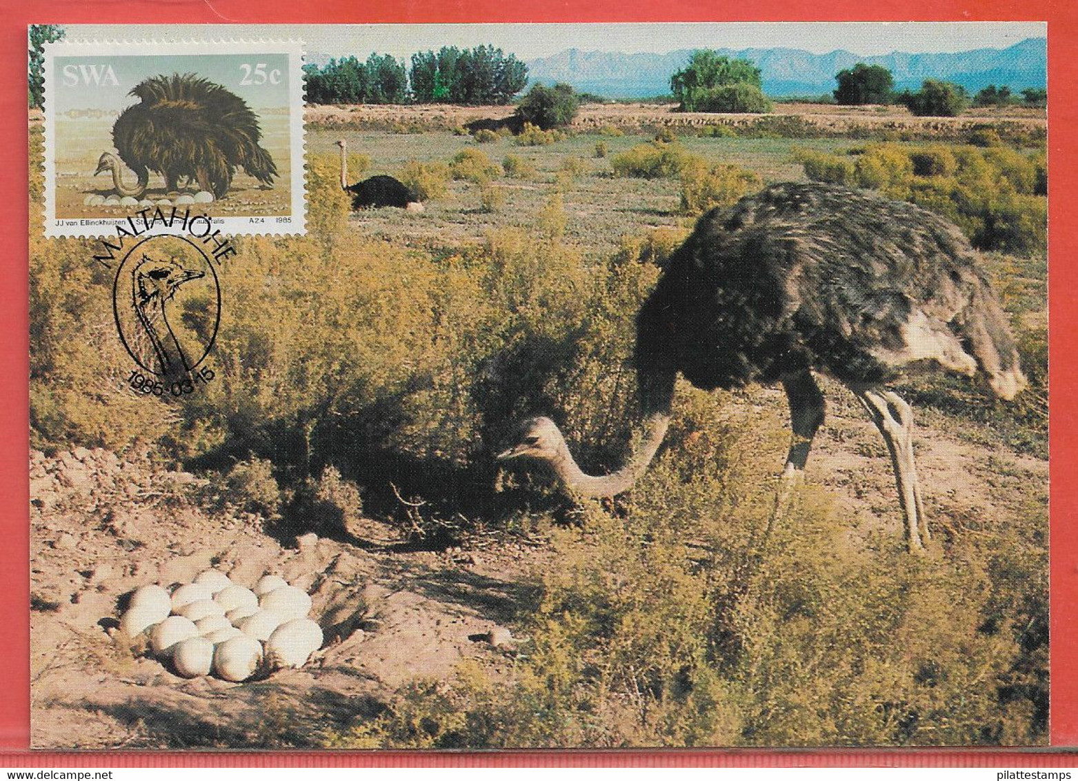 OISEAUX AUTRUCHES SUD OUEST AFRICAIN 4 CARTES MAXIMUM DE 1985 - Ostriches