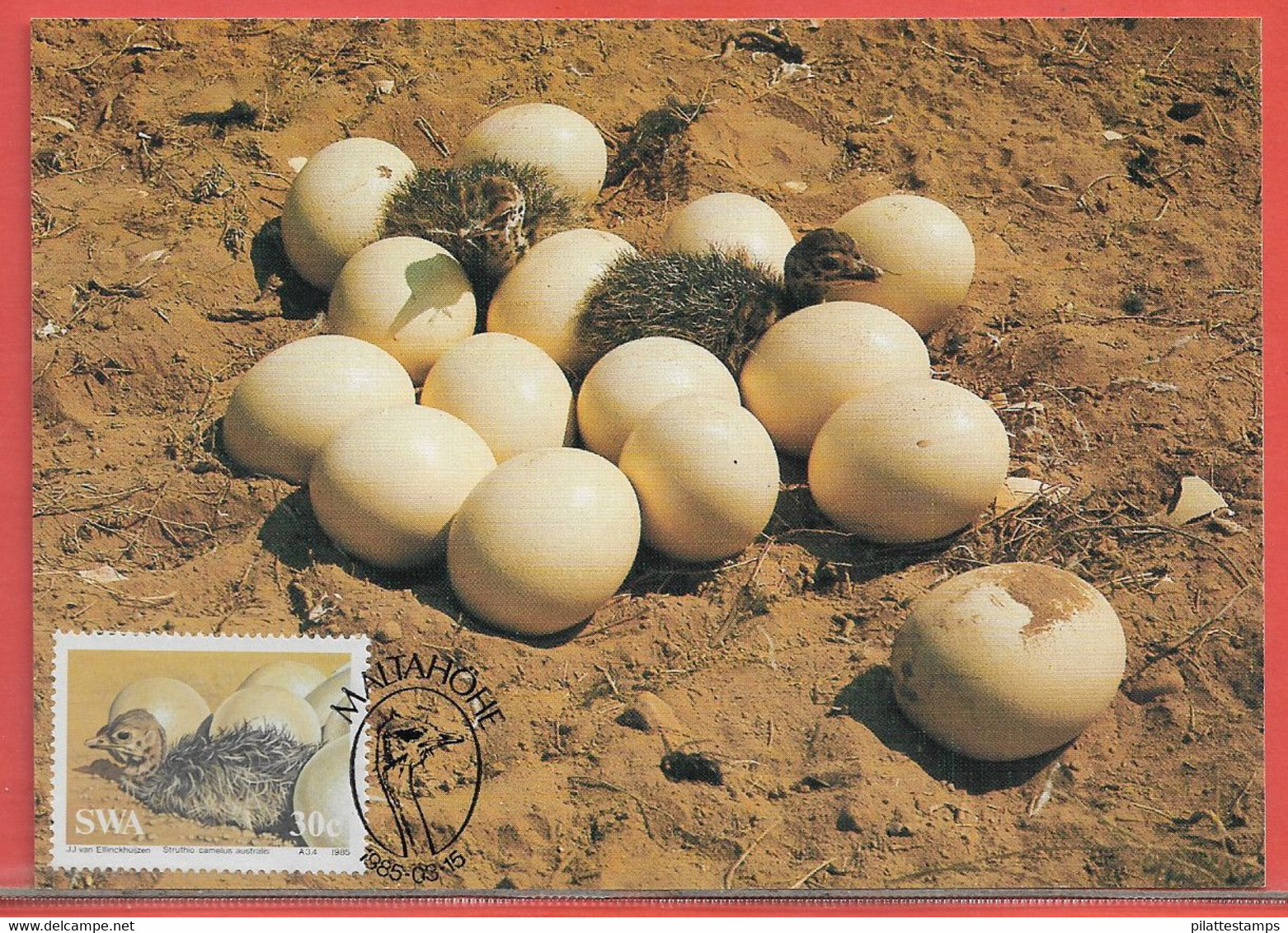 OISEAUX AUTRUCHES SUD OUEST AFRICAIN 4 CARTES MAXIMUM DE 1985 - Straussen- Und Laufvögel