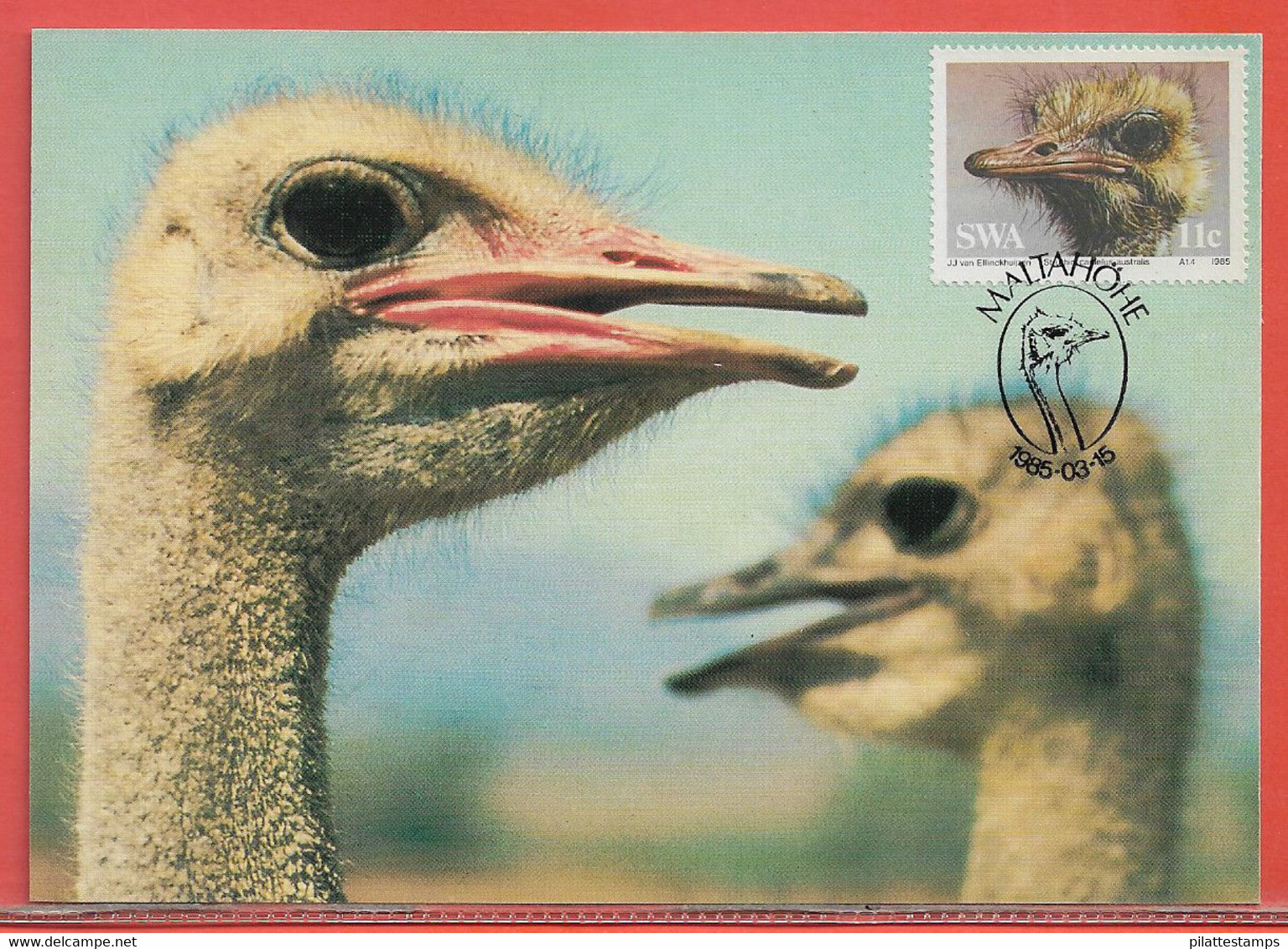 OISEAUX AUTRUCHES SUD OUEST AFRICAIN 4 CARTES MAXIMUM DE 1985 - Straussen- Und Laufvögel