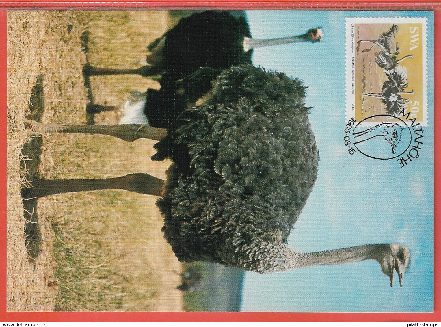 OISEAUX AUTRUCHES SUD OUEST AFRICAIN 4 CARTES MAXIMUM DE 1985 - Ostriches