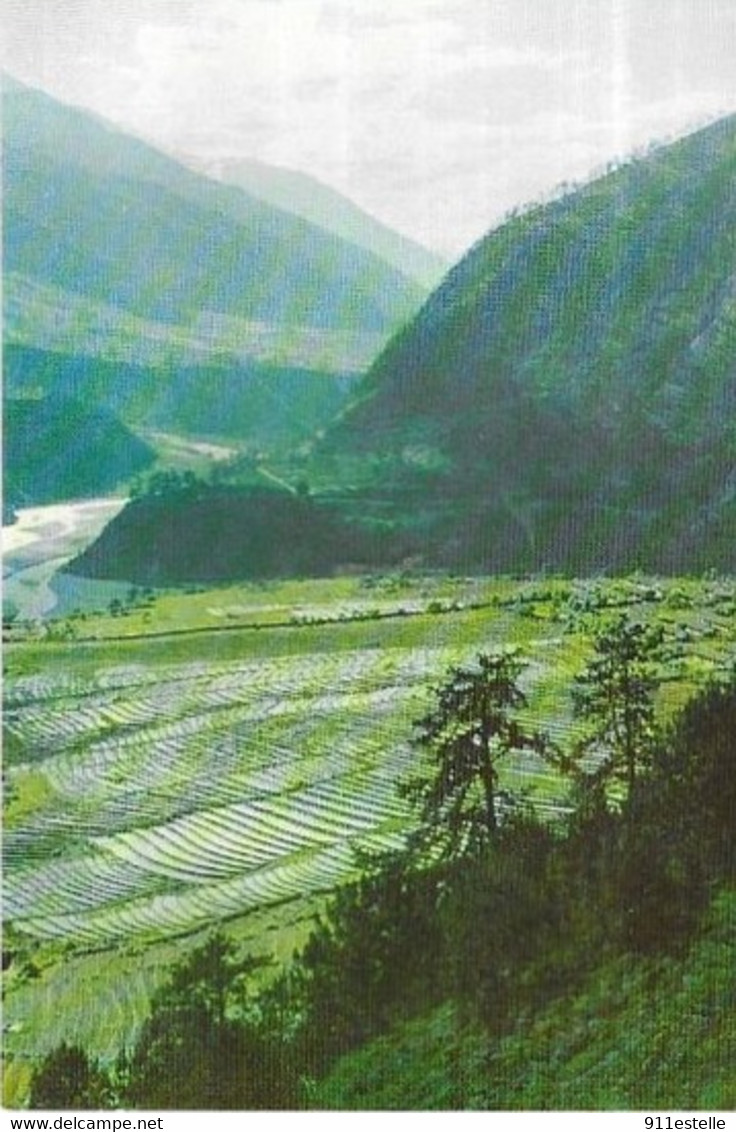 TIBET .  CHAMPS EN TERRASSE DANS LA REGION DE TSAYUL - Tíbet