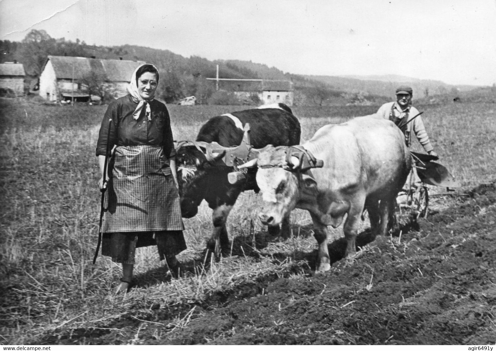 - Le QUERCY Pittoresque (postée De Montpezat 46) - Gros Plan D'une Scène De Labour Avec 2 Vaches  -21971- - Montpezat De Quercy