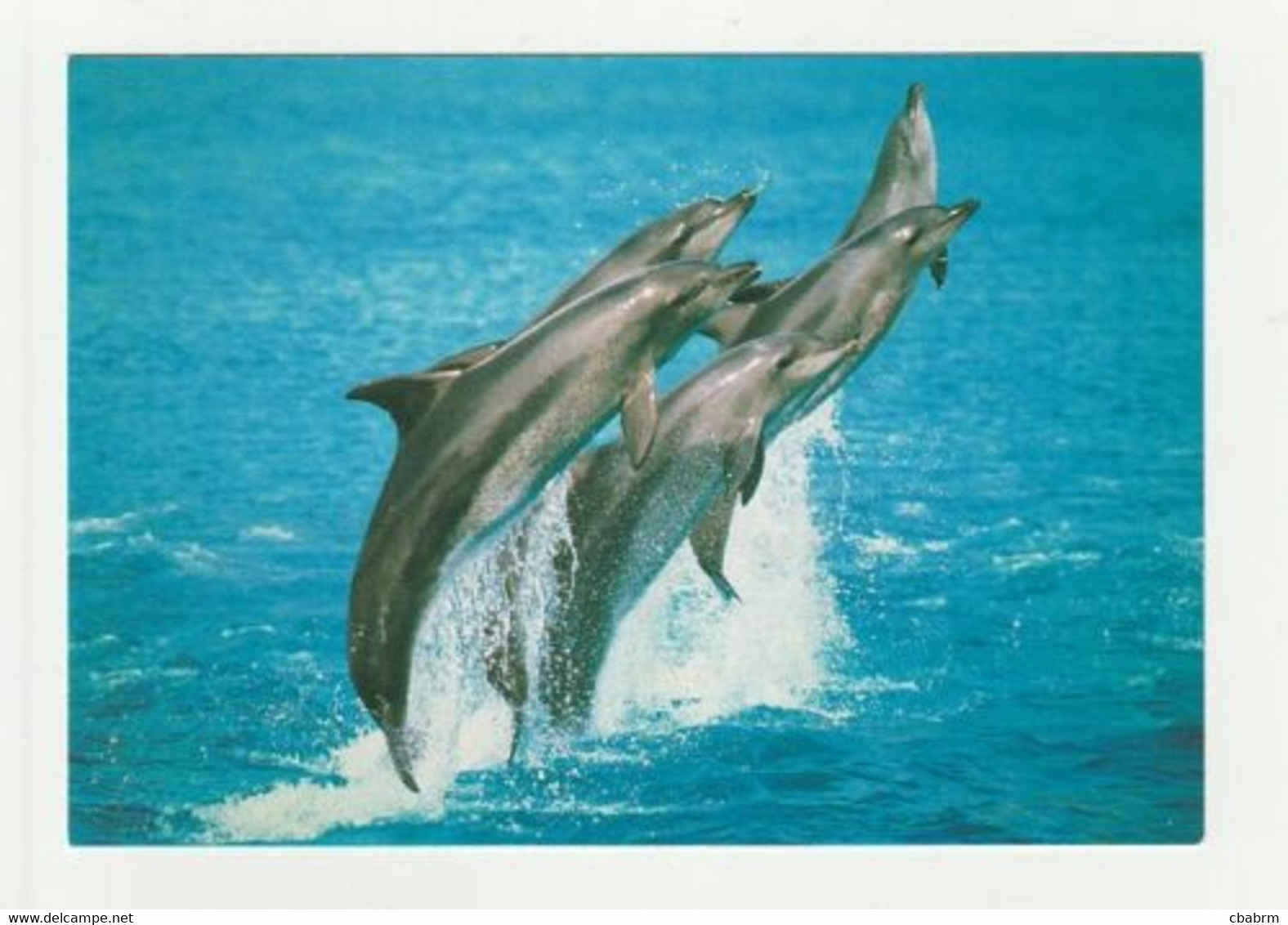 DAUPHIN Carte Postale N° 34 DAUPHINS GROUPE JOUEUR - Dauphins