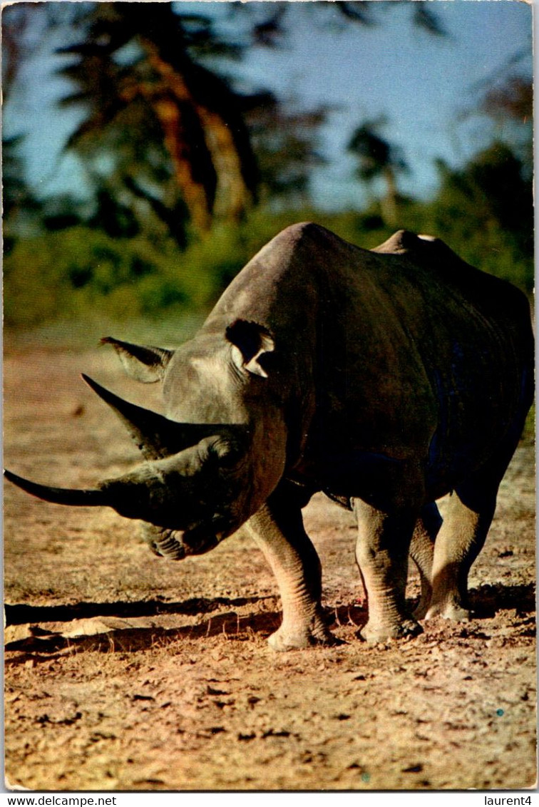 (2 M 20) African Rhinoceros - Rhinoceros