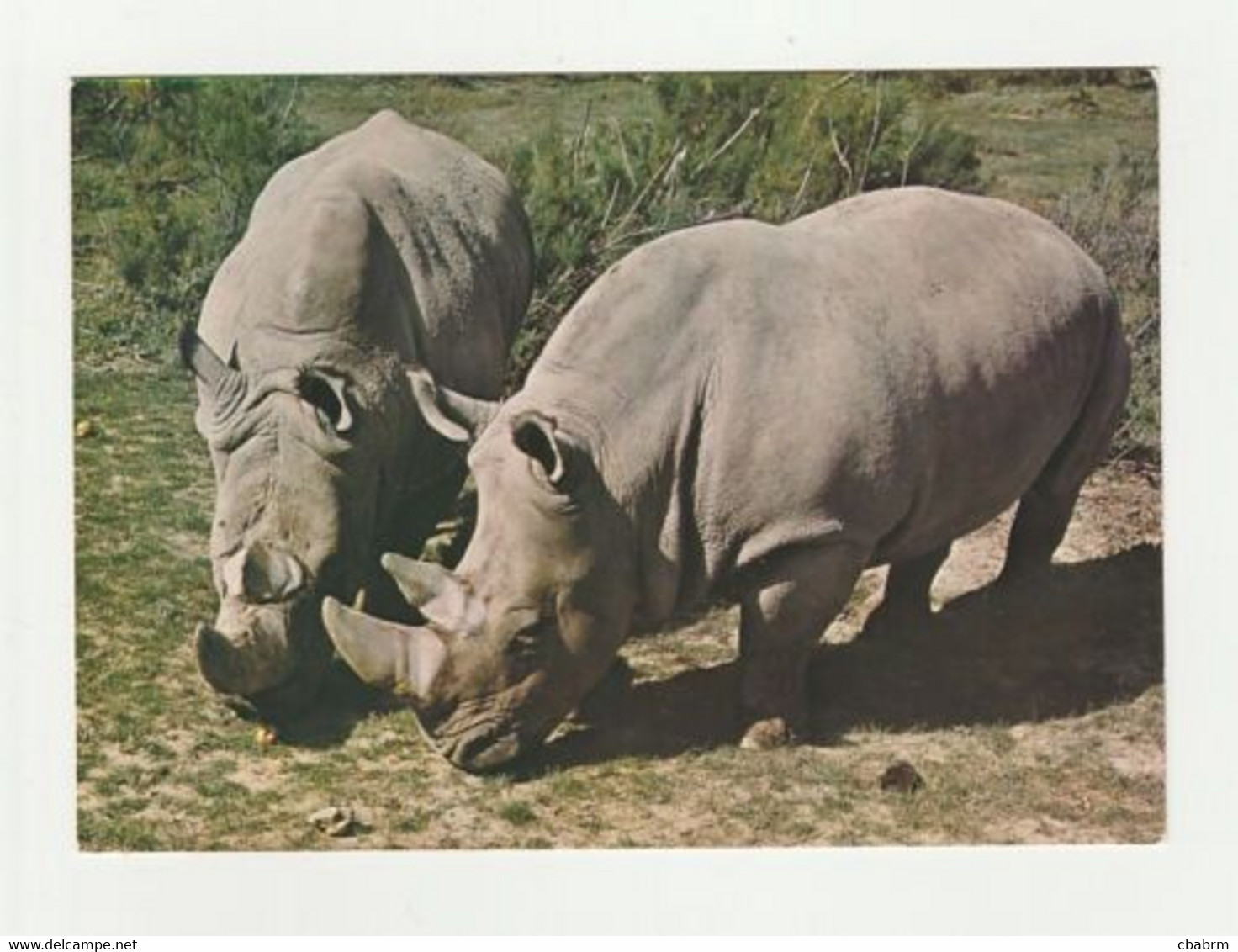 RHINOCEROS CERATOTHERIUM SIMUM SIMUM Carte Postale RESERVE AFRICAINE DE SIGEAN - Rinoceronte