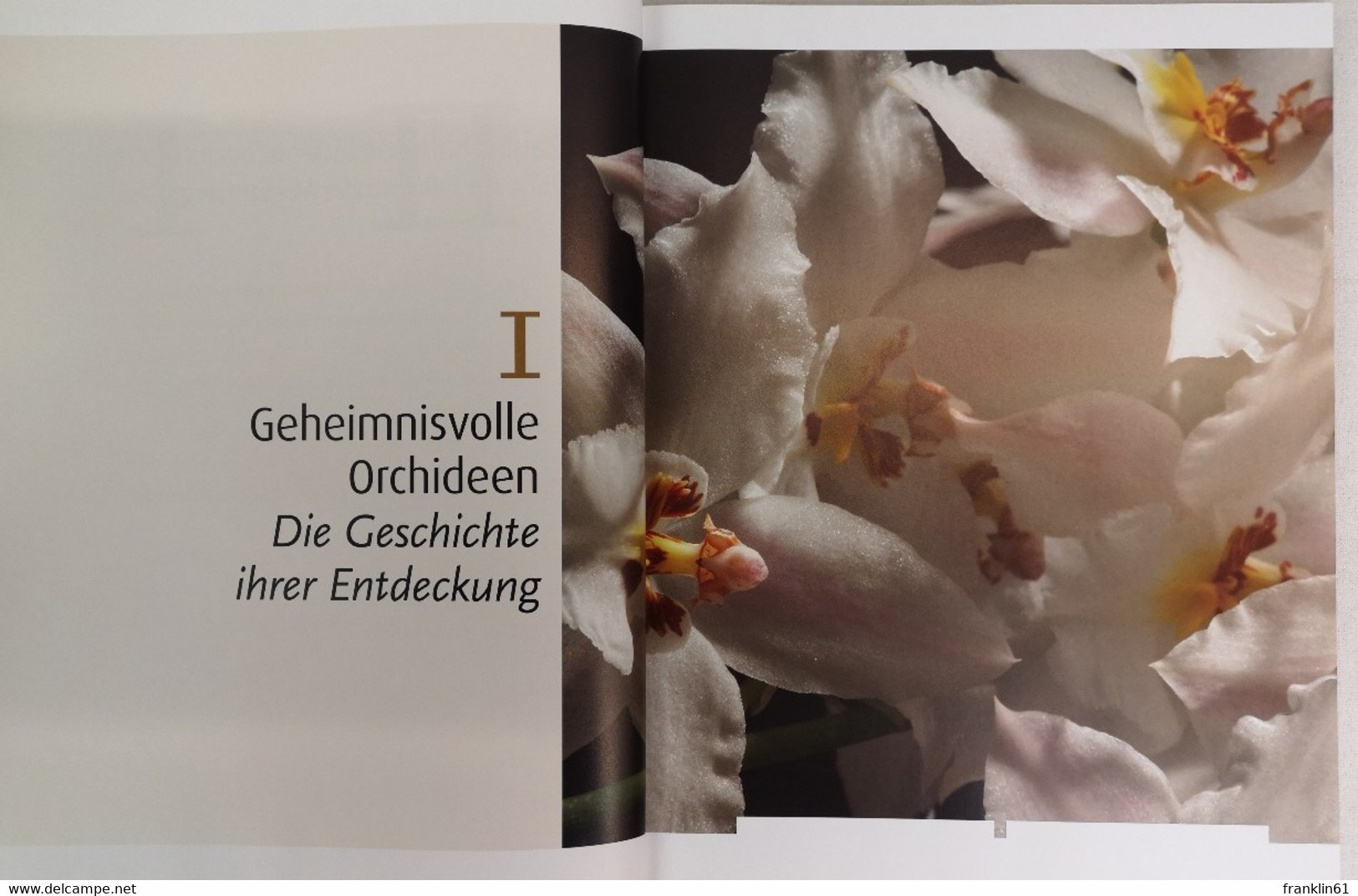 Orchideen. Verführung Pur. - Lessico