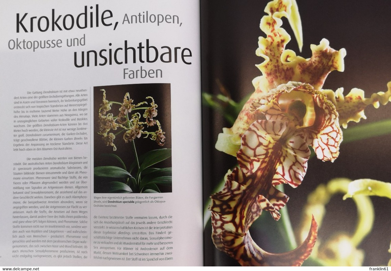 Orchideen. Verführung pur.