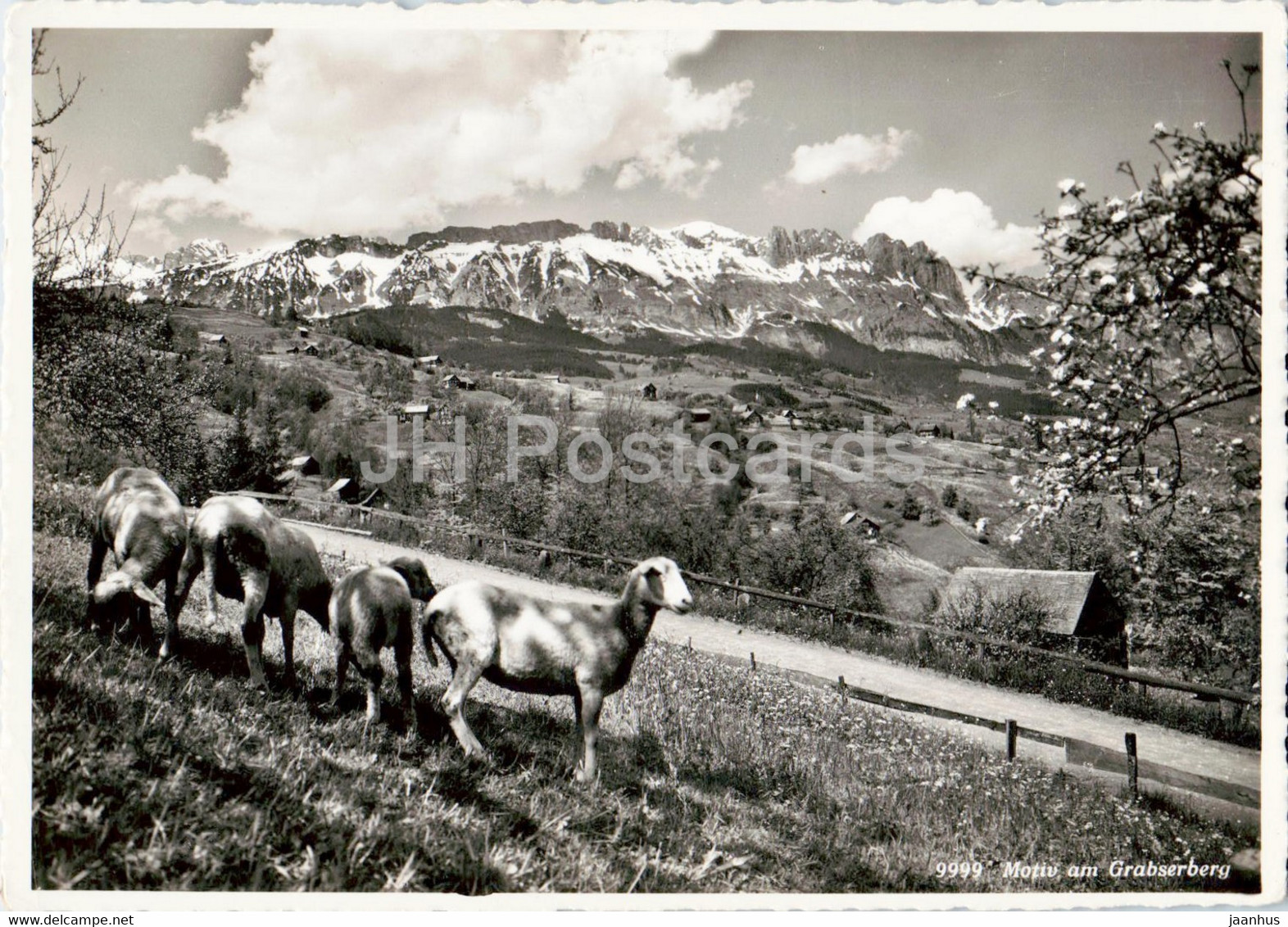 Motiv Am Grabserberg - Animals - Sheep - 999 - Old Postcard - Switzerland - Used - Grabs