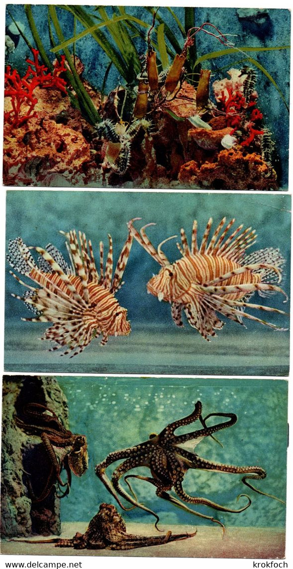 Aquarium De Monaco - 3 Cartes - Poulpe Pieuvre Poisson Coraux - édit. ADIA Nice - !! Légers Défauts Au Verso - Oceanografisch Museum