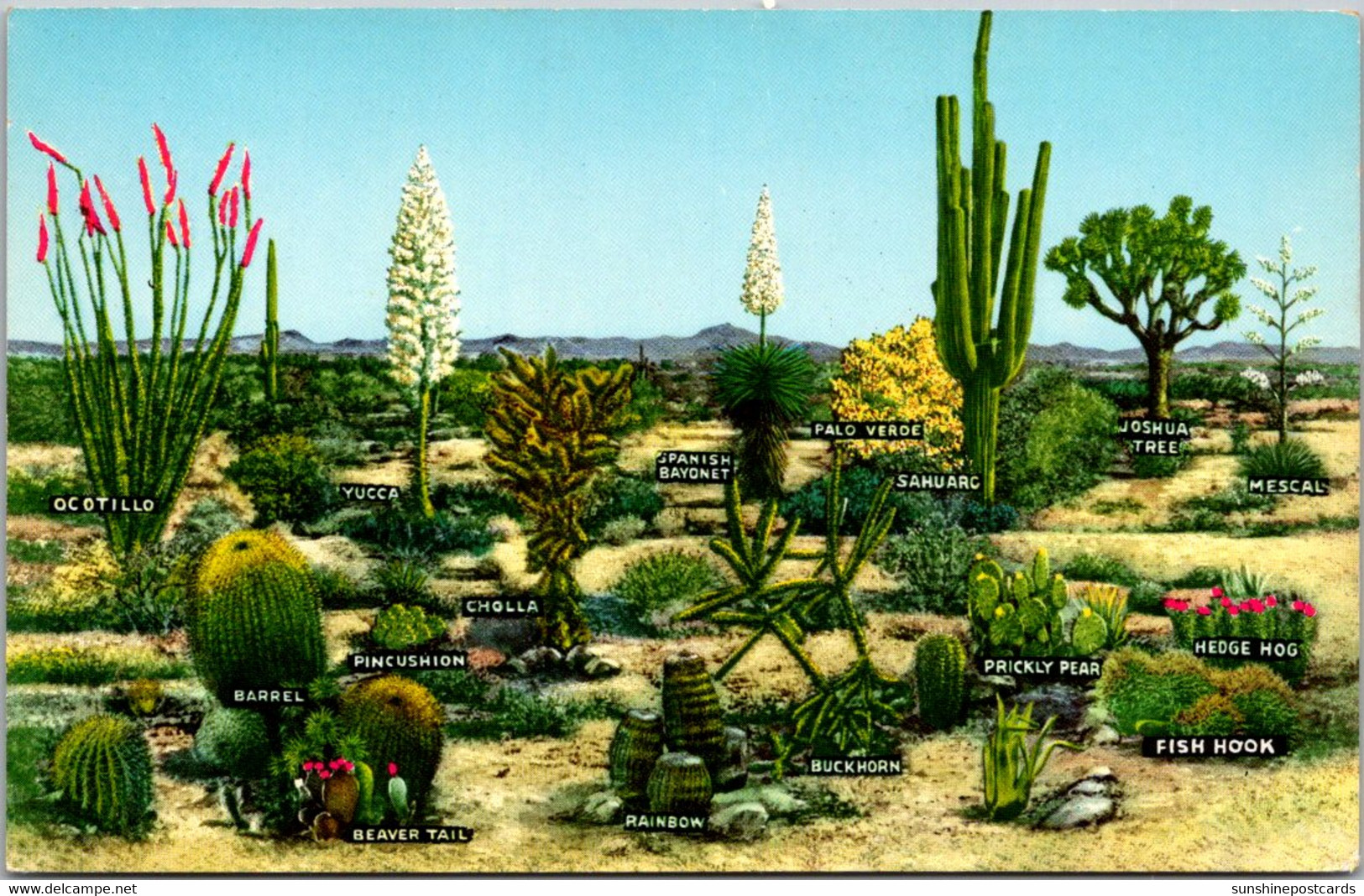 Cactus A Few Varieties Of Desert Vegetation - Cactus