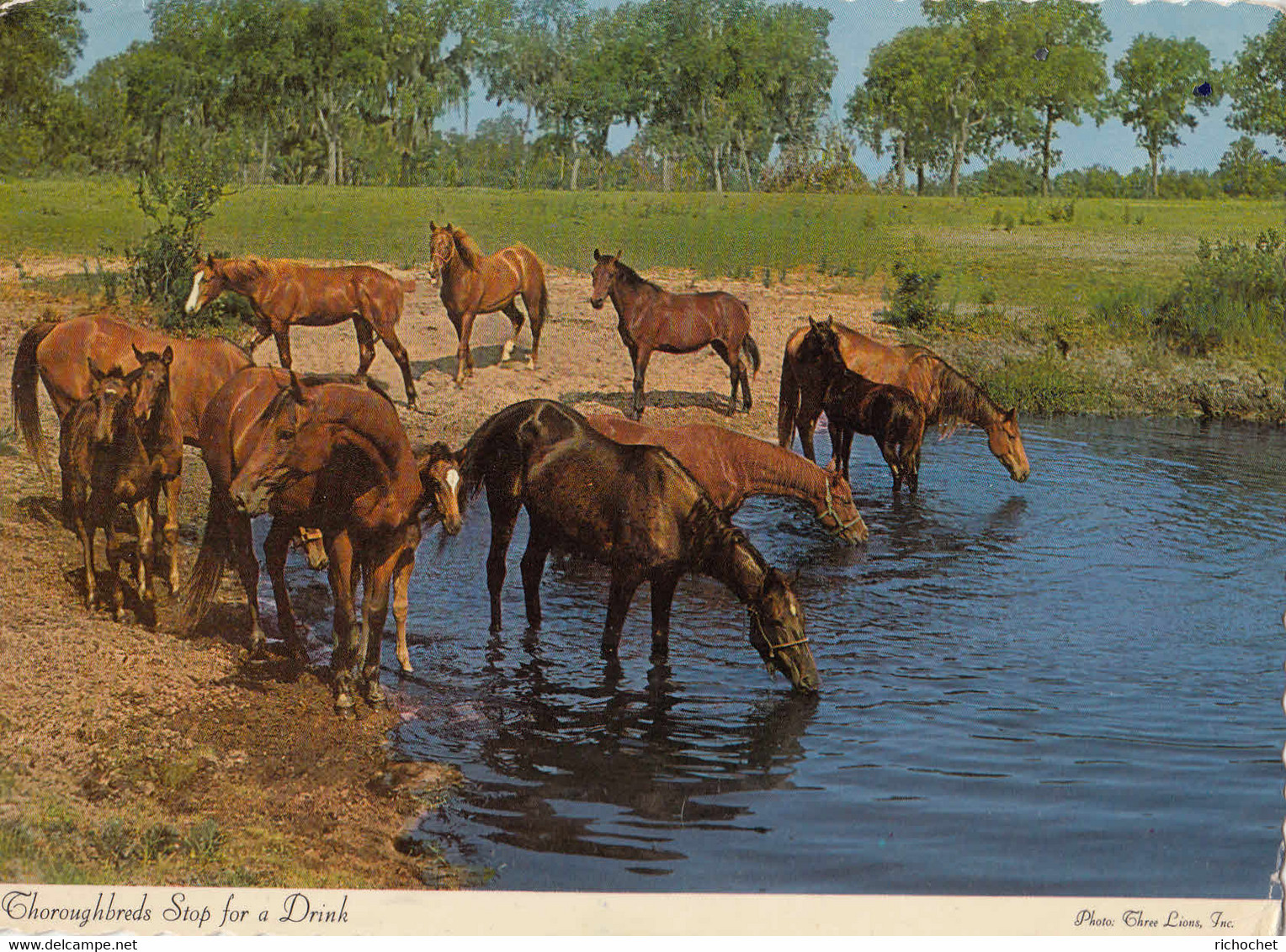 Thoroughbreds Stop For A Drink - Autres & Non Classés