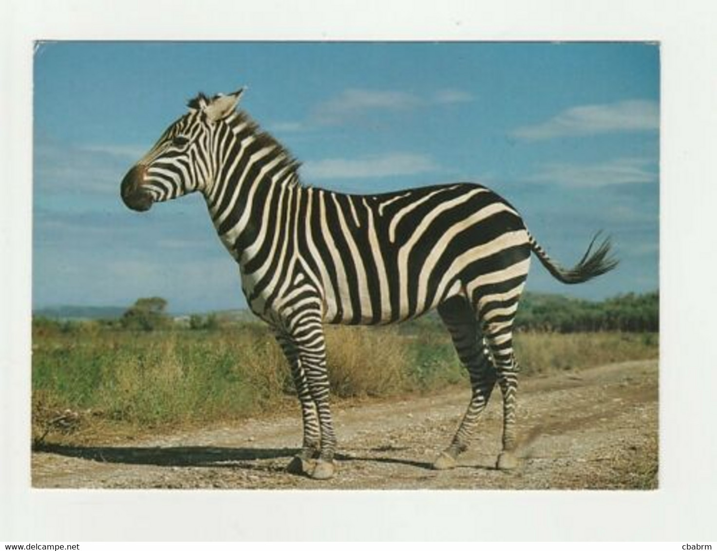 ZEBRE DE GRANT EQUUS QUAGGA BOHMI Carte Postale RESERVE AFRICAINE DE SIGEAN - Zebre