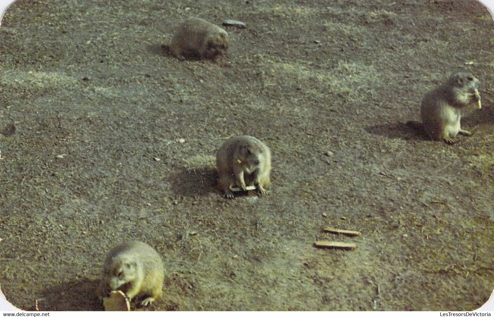 CPA Animaux - Prairie Dogs In Prairie Dog Town At The Devils Tower National Monument - Norheastern Wyomming - Otros & Sin Clasificación