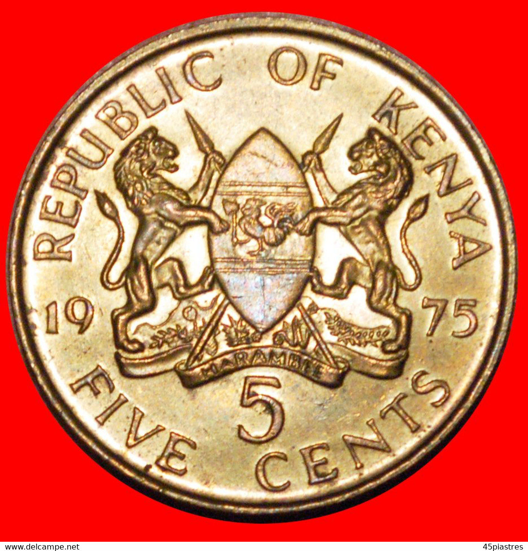 * GREAT BRITAIN (1969-1978): KENYA ★ 5 CENTS 1975 UNC MINT LUSTRE!★LOW START ★ NO RESERVE! - Kenya