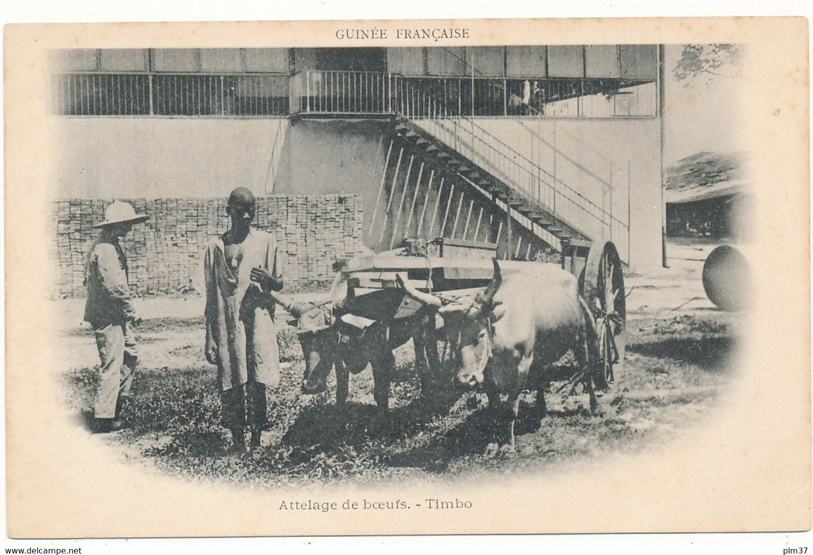 GUINEE, TIMBO - Attelage De Boeufs - Guinée