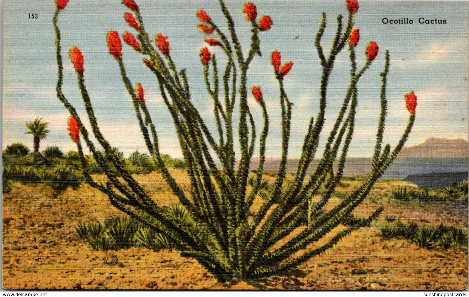Cactus Ocotillp Cactus In Bloom - Cactus