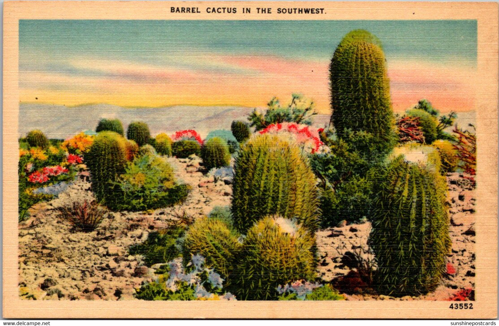 Cactus Barrel Cactus In The Southwest - Cactusses