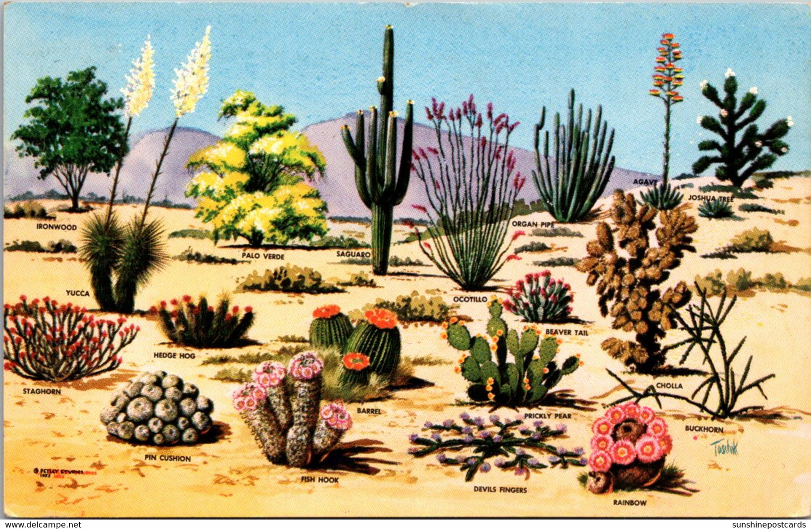 Cactus And Desert Flora Of The Great Southwest 1957 - Cactus