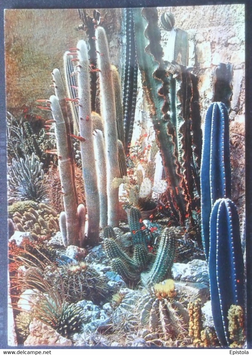 ►.  CACTUS. Jardin Exotique De La Côte D'Azur - Cactus