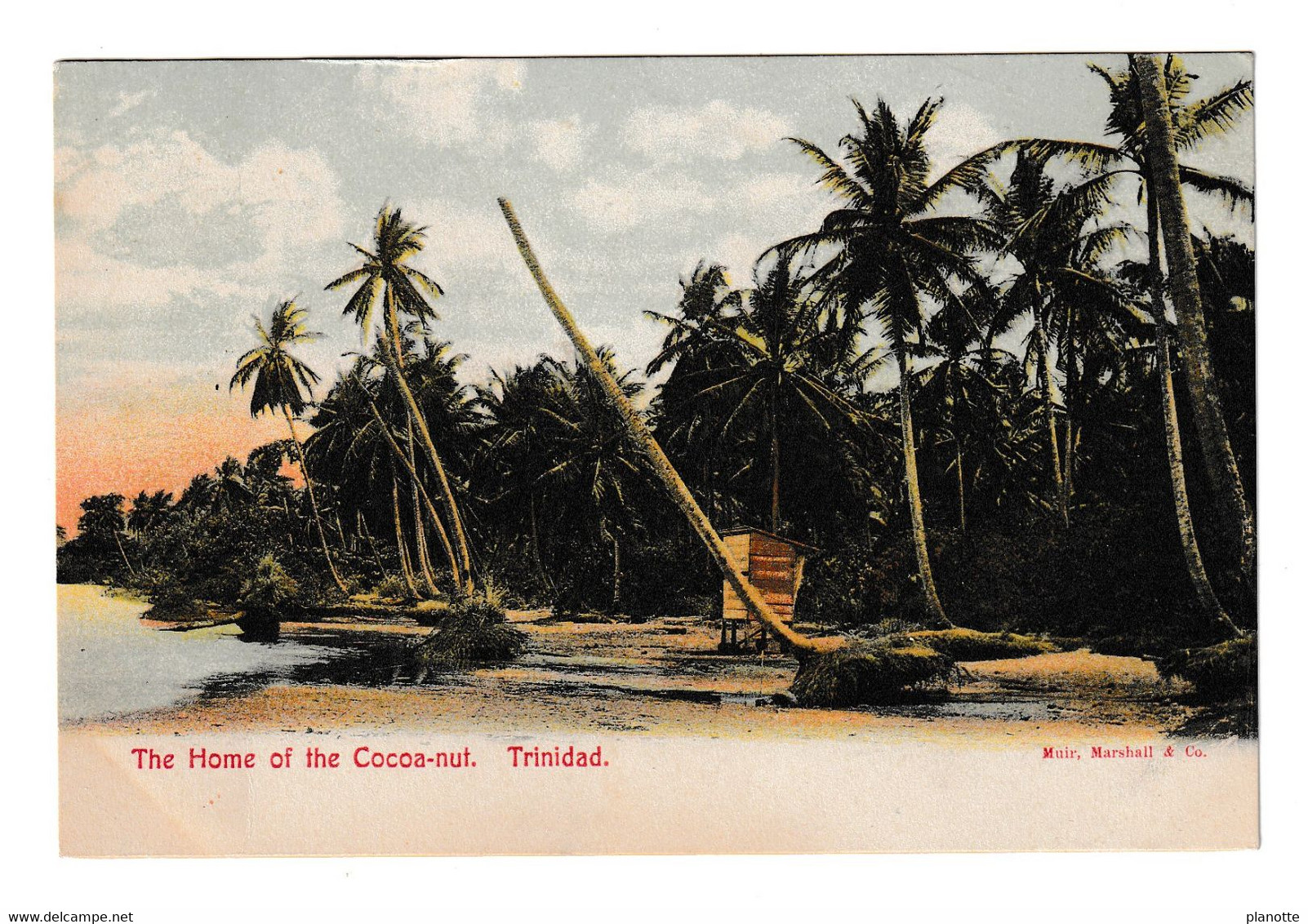 TRINIDAD - The Home Of The Cocoa-nut - UDB Pc 1900s - Trinidad