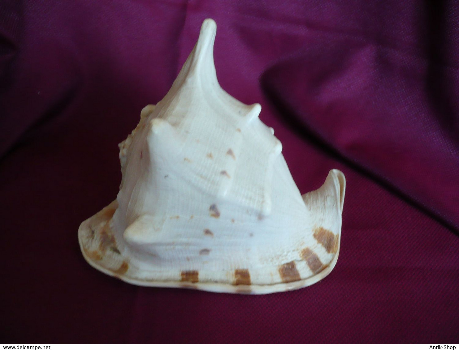 Große Helmet Conch Shell - Blowing Horn  (1019) - Coquillages