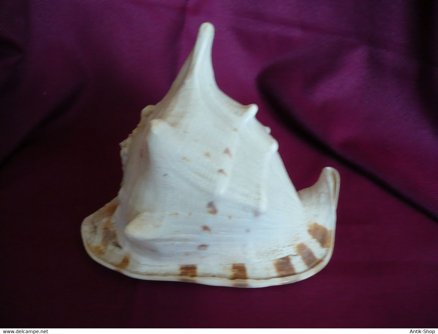 Große Helmet Conch Shell - Blowing Horn  (1019)