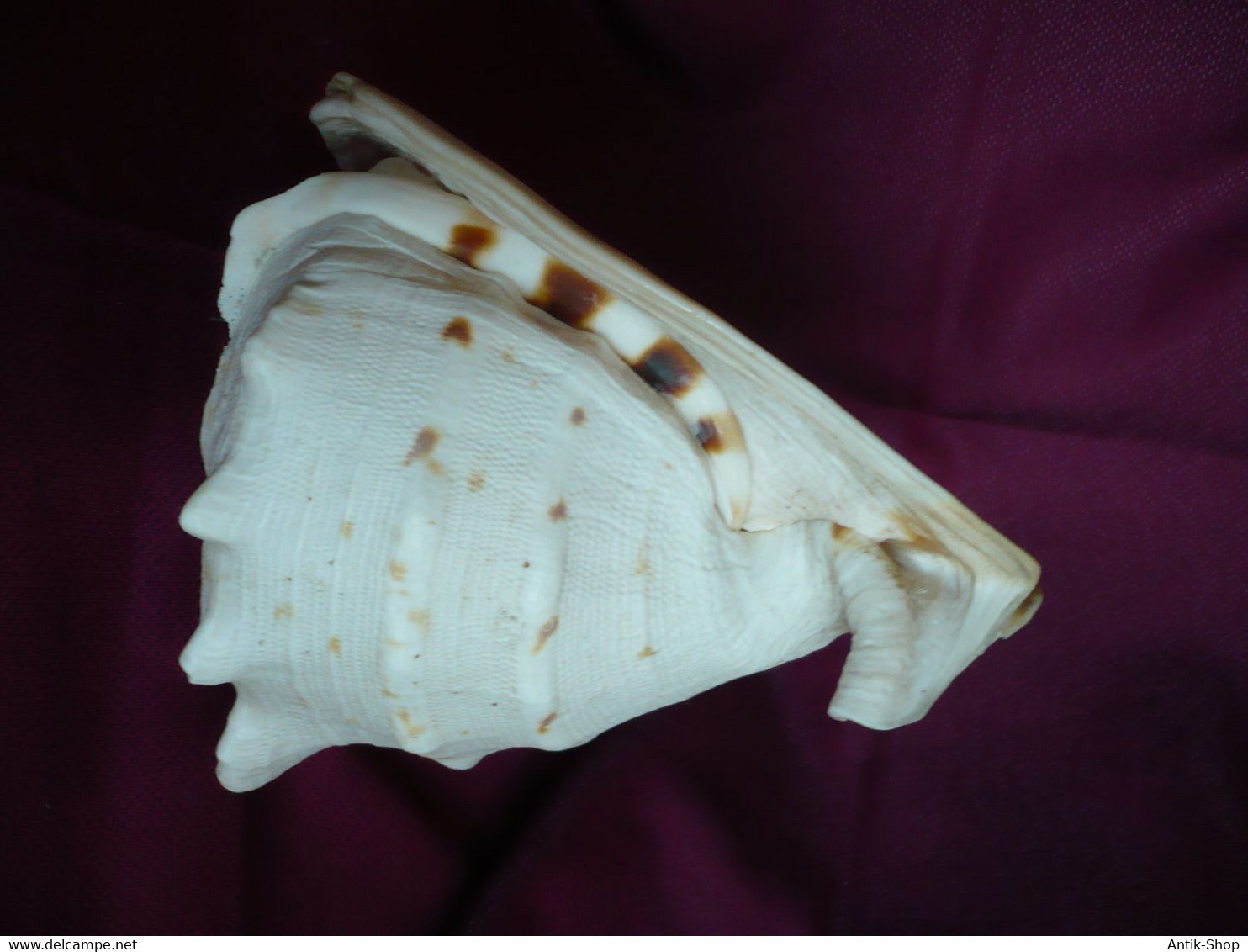 Große Helmet Conch Shell - Blowing Horn  (1019) - Coquillages