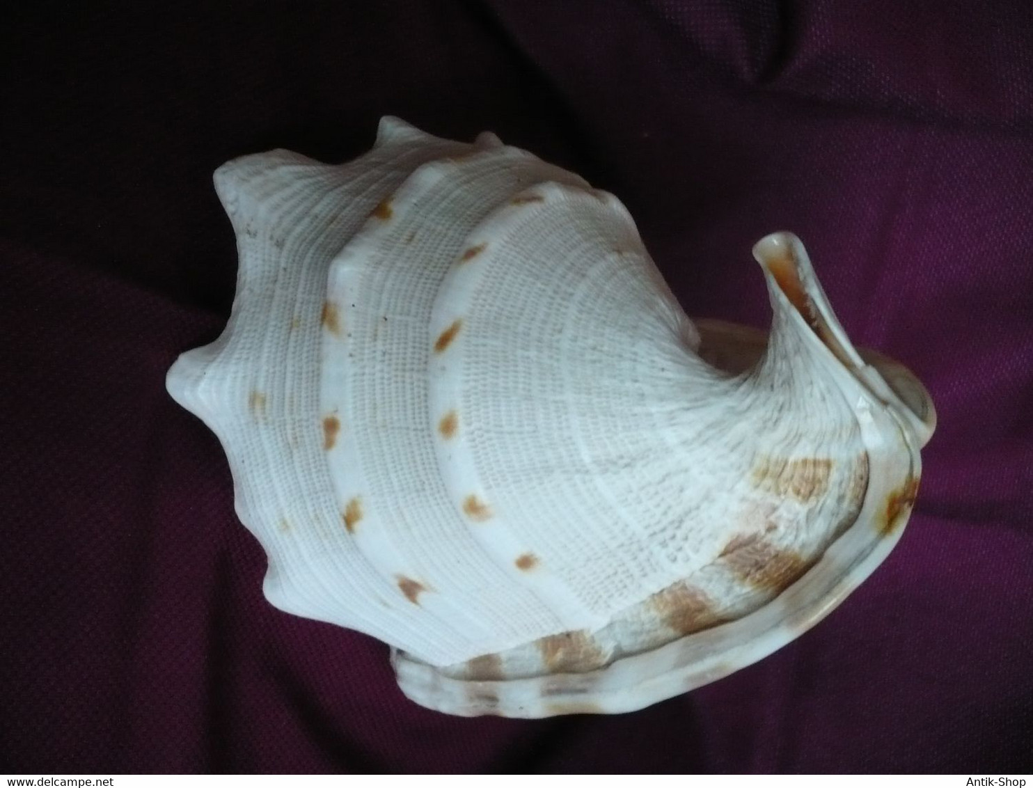 Große Helmet Conch Shell - Blowing Horn  (1019) - Coquillages