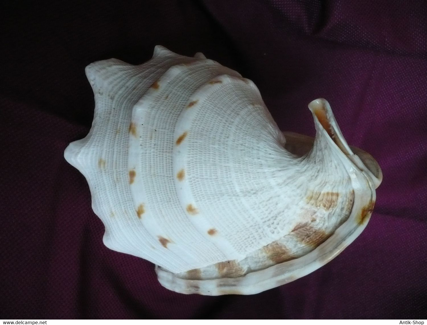 Große Helmet Conch Shell - Blowing Horn  (1019) - Coquillages