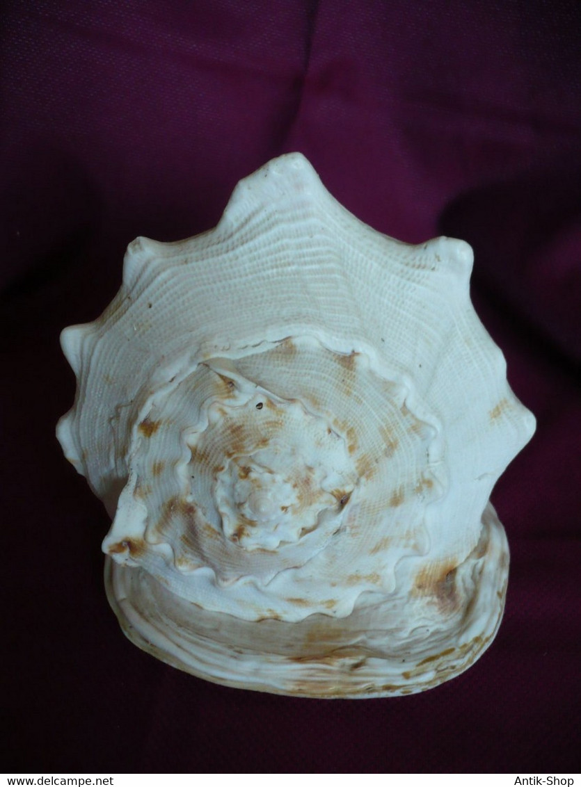 Große Helmet Conch Shell - Blowing Horn  (1019)